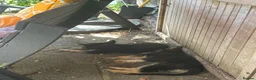 German Shepherd dogs for sale: German Shepherd puppies Males and Females - Advert 12