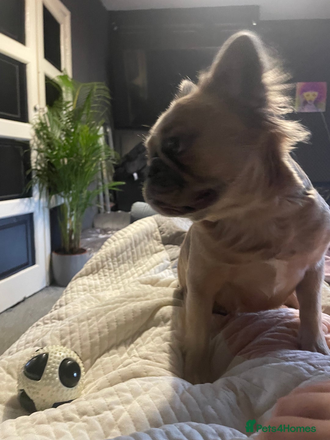 French Bulldog dogs for sale: Fluffy French bulldog - Image 2