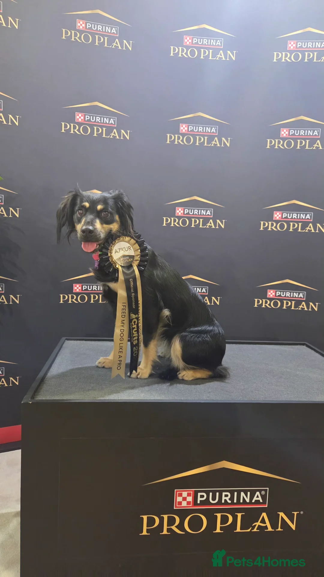 Mixed Breed dogs for sale: Field spaniel cross puppies kc Activity registered in Irvine - Advert 1