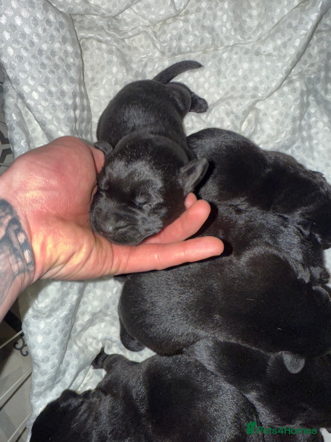 Mixed Breed dogs for sale: Labrador x German Shepard puppies  - Advert 4