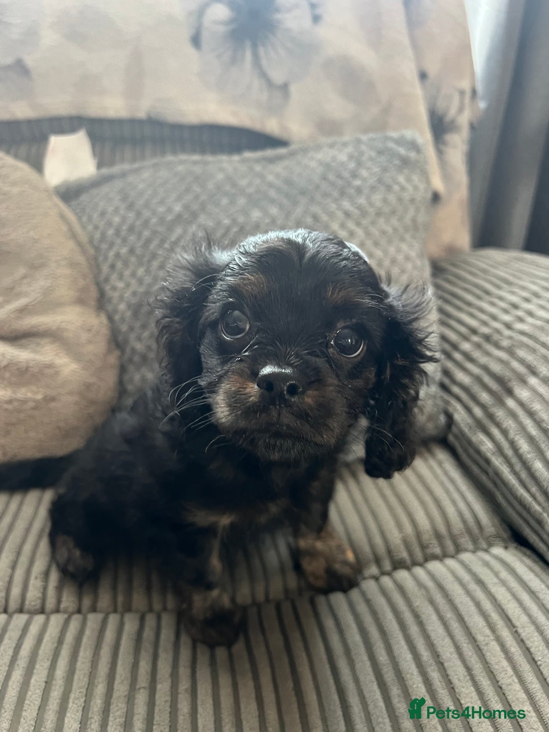 Cavapoo dogs for sale: Cavapoo x Cavalier - Image 17