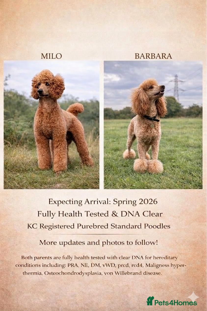 Standard Poodle dogs KC Standard poodle puppies - RED - Advert 1