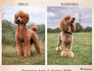 Standard Poodle dogs KC Standard poodle puppies - RED - Advert 1