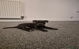 Staffordshire Bull Terrier dogs for sale: 2 GORGEOUS boys  - Image 9