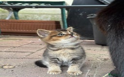 Scottish Fold cats for sale: Beautiful Scottish Fold & Straight Kittens - Image 5