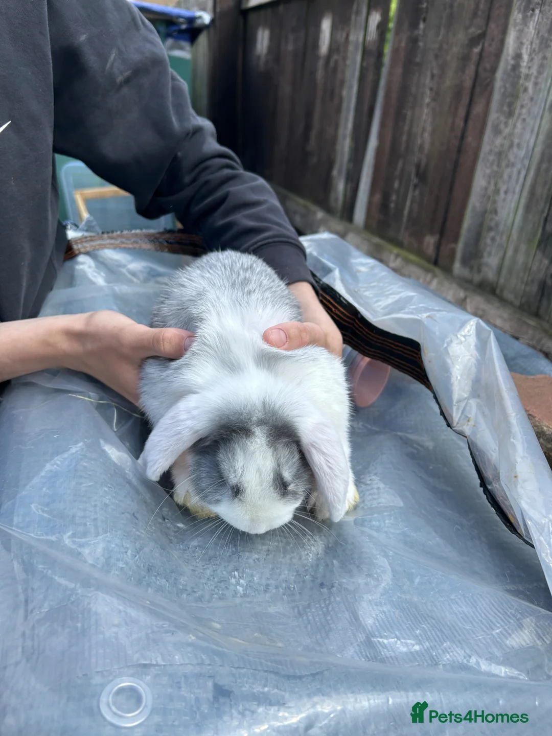 English Lop rabbits for sale: 9 week old lop bunnies  - Advert 2