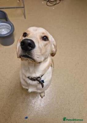 Labrador Retriever dogs Micky is looking for an amazing home - Advert 3