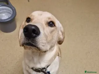 Labrador Retriever dogs Micky is looking for an amazing home - Advert 1