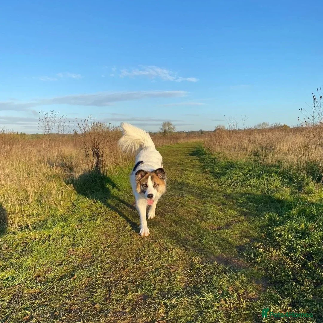 Mixed Breed dogs for adoption: Novie (Collie mix) - Advert 14