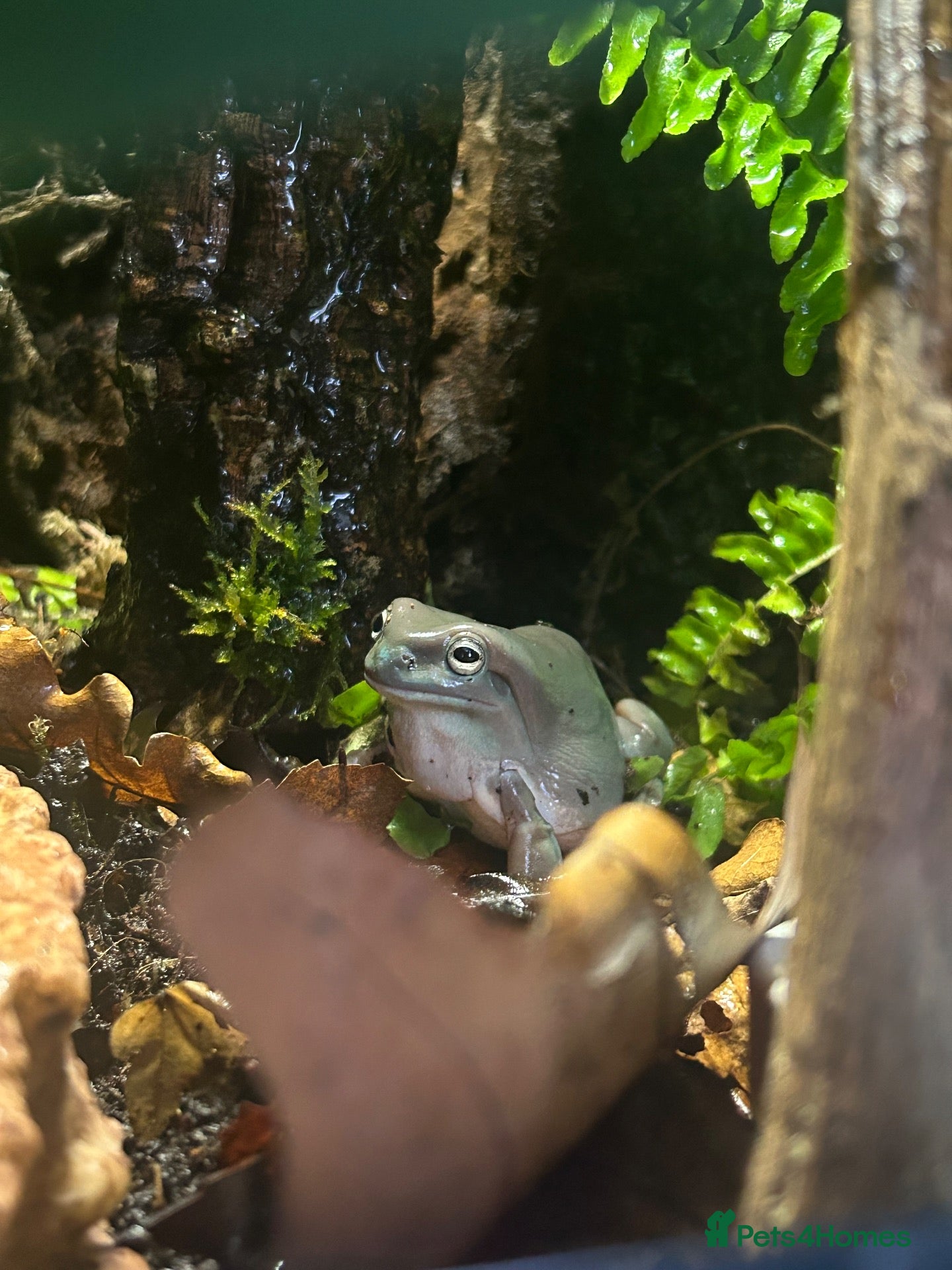 Frog reptiles for sale: White tree frog sold with set up - Advert 11