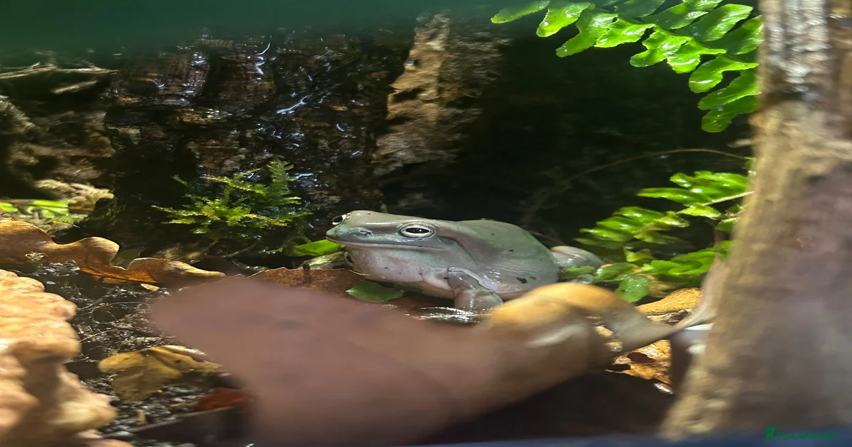 White tree frog sold with set up for sale in Manchester | Pets4Homes