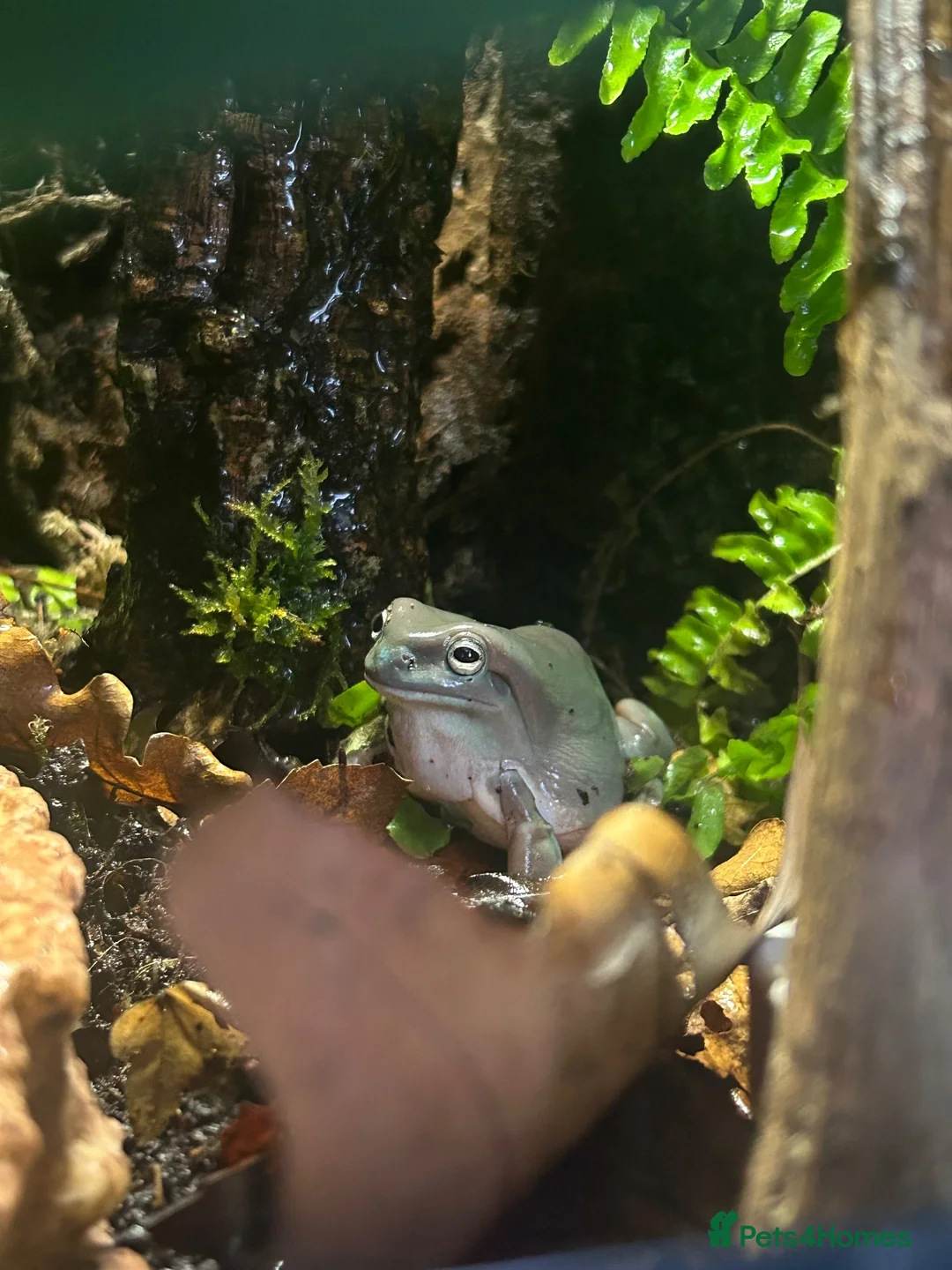 Frog reptiles for sale: White tree frog sold with set up in Manchester - Advert 1