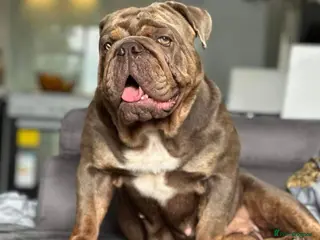 English Bulldog dogs 2 lilac KC British bulldog 5 generations papers - Advert 1