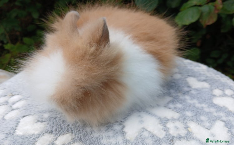 Lionhead rabbits - Advert 3