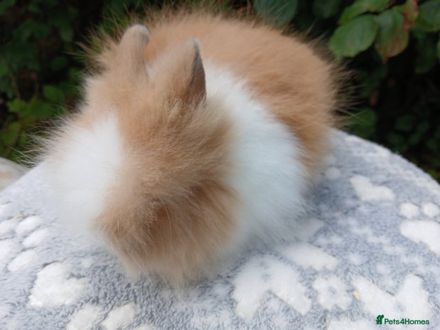 Lionhead rabbits - Advert 6