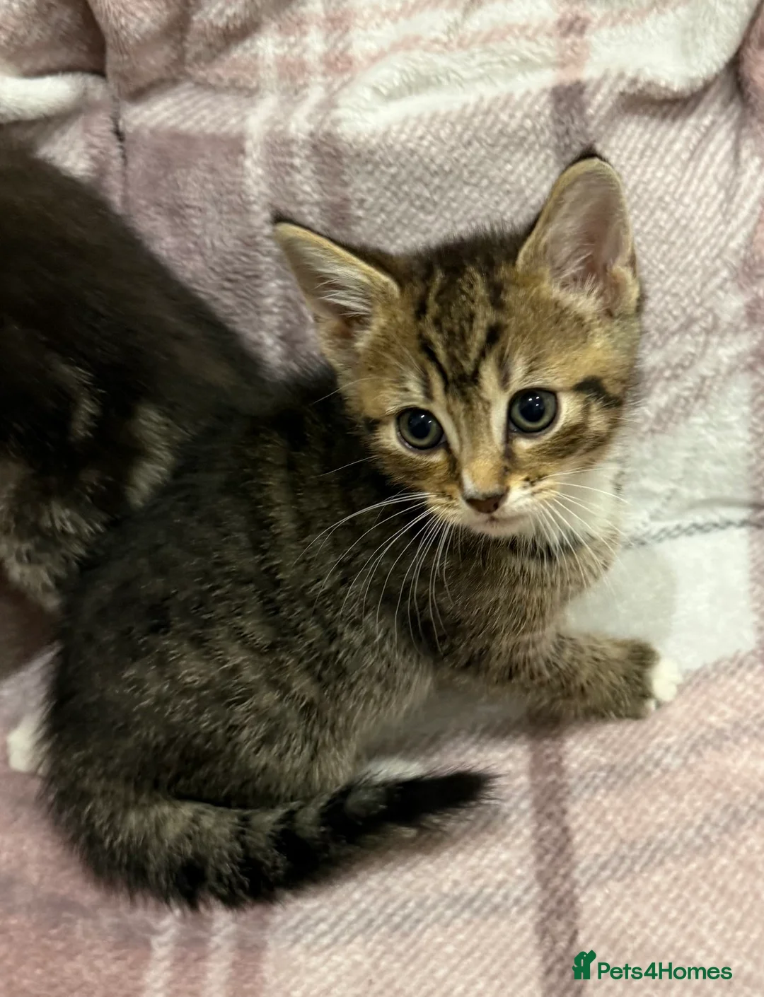 Mixed Breed cats for sale: Mixed breed kittens  - Advert 13