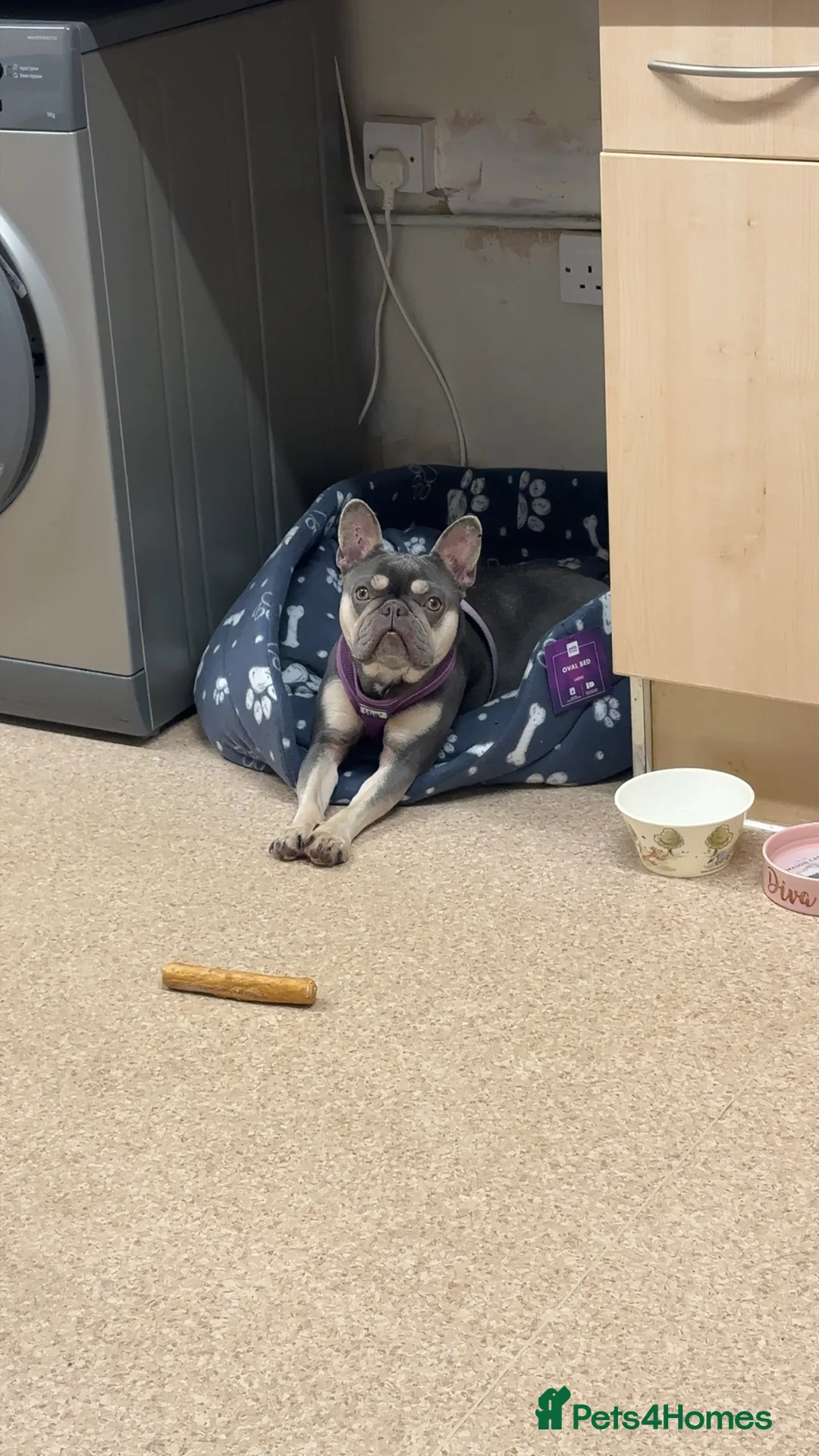 French Bulldog dogs for adoption: Female French bulldog  - Advert 7