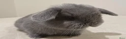 Mini Lop rabbits for sale: Baby Eclipse is ready to reserve!! - Advert 7