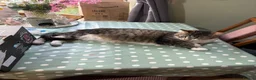Domestic Shorthair cats for sale: Shorthair kittens  in Sudbury - Advert 11