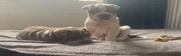 Mixed Breed dogs for sale: English Merle Bulldog/Shar Pei puppies for sale - Advert 10