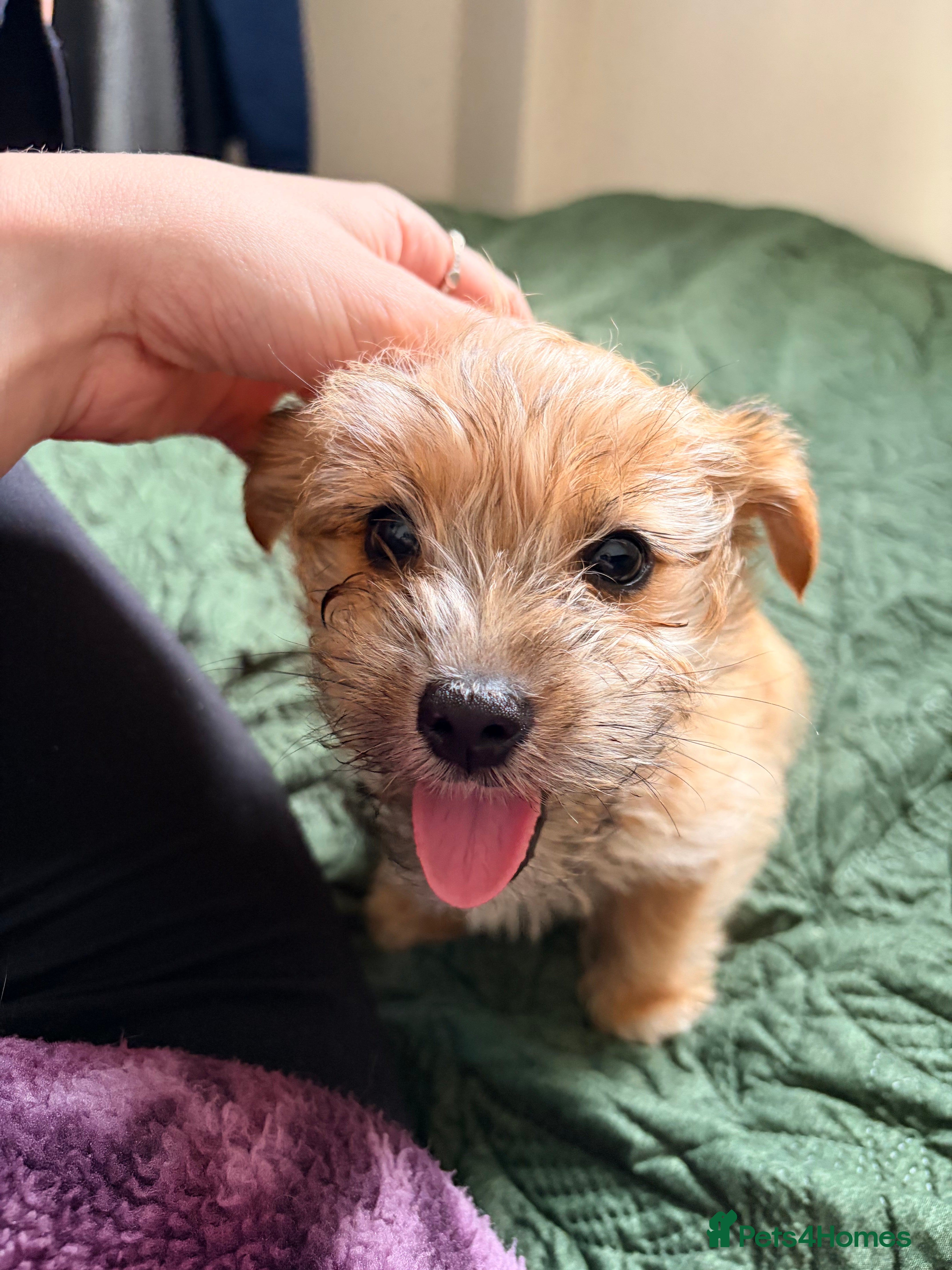 Mixed Breed dogs *REDUCED* Jack Russell x Yorkshire terrier puppy  - Advert 10