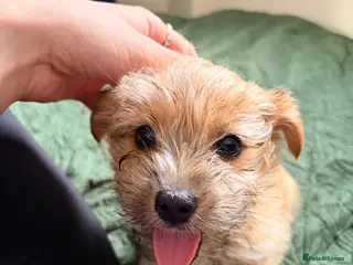 Mixed Breed dogs *REDUCED* Jack Russell x Yorkshire terrier puppy - Advert 7