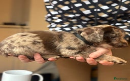 Mixed Breed dogs for sale: Doxiepoos  - Image 3