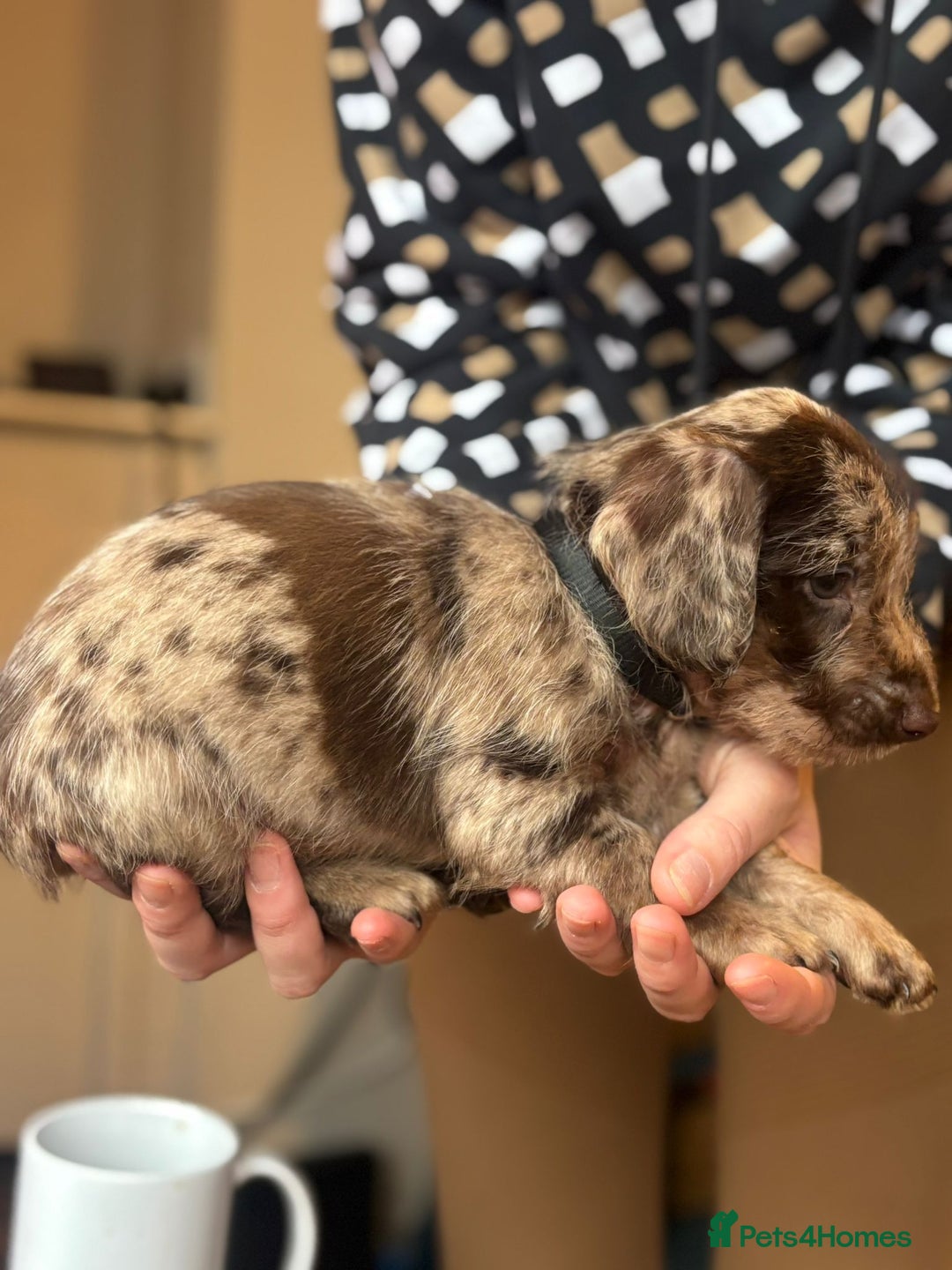 Mixed Breed dogs for sale: Doxiepoos  - Image 3