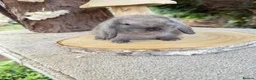 Mini Lop rabbits for sale: Baby mini lops available to reserve  - Advert 2