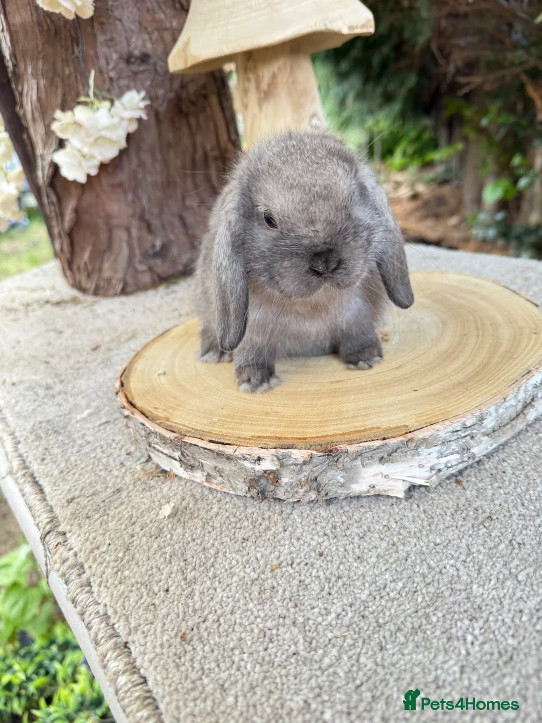 Mini Lop rabbits for sale: Baby mini lops available to reserve  - Advert 2