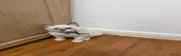 Ragdoll cats for sale: 8 ragdoll in Liverpool - Advert 2