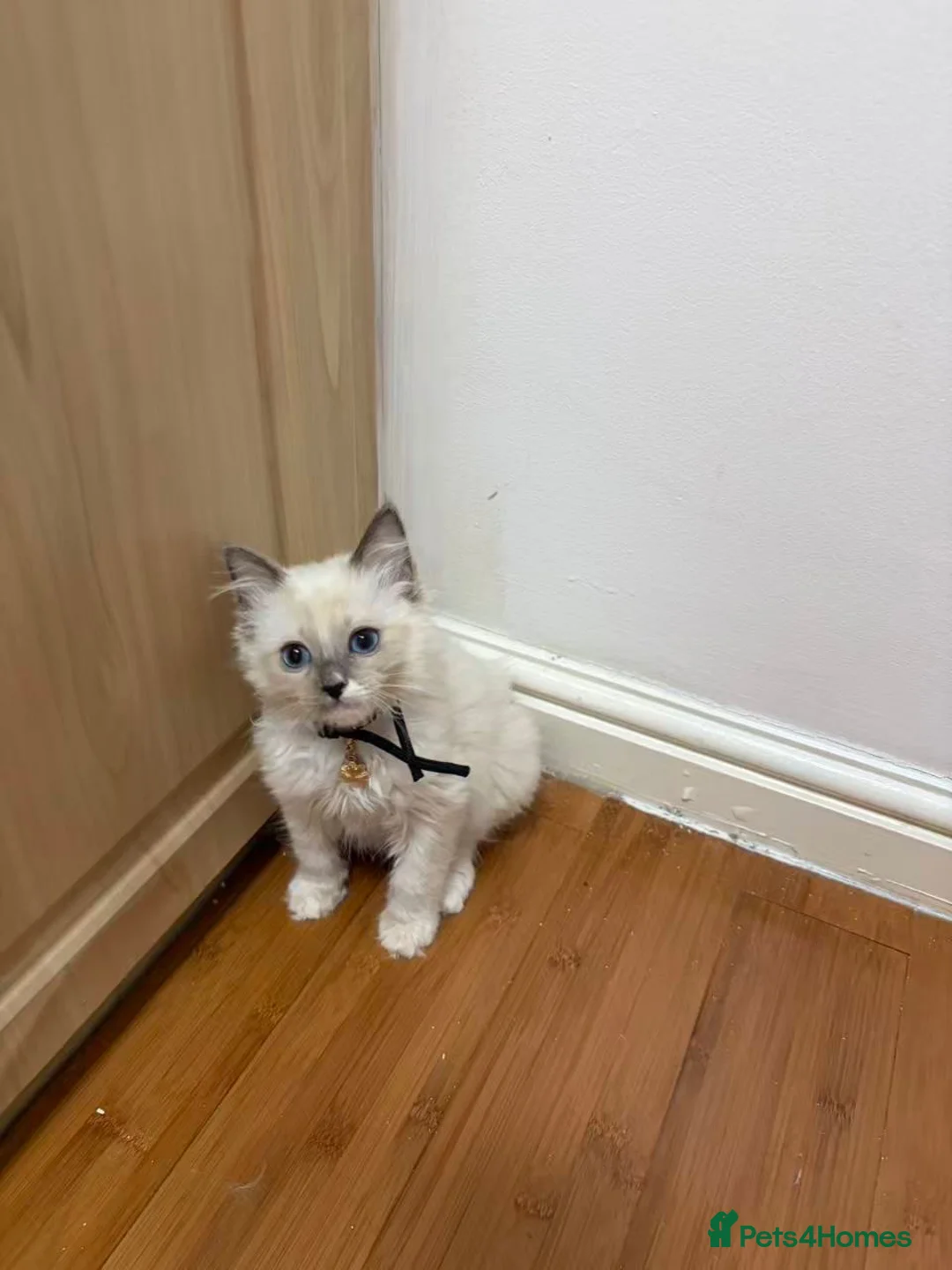 Ragdoll cats for sale: 8 ragdoll in Liverpool - Advert 2
