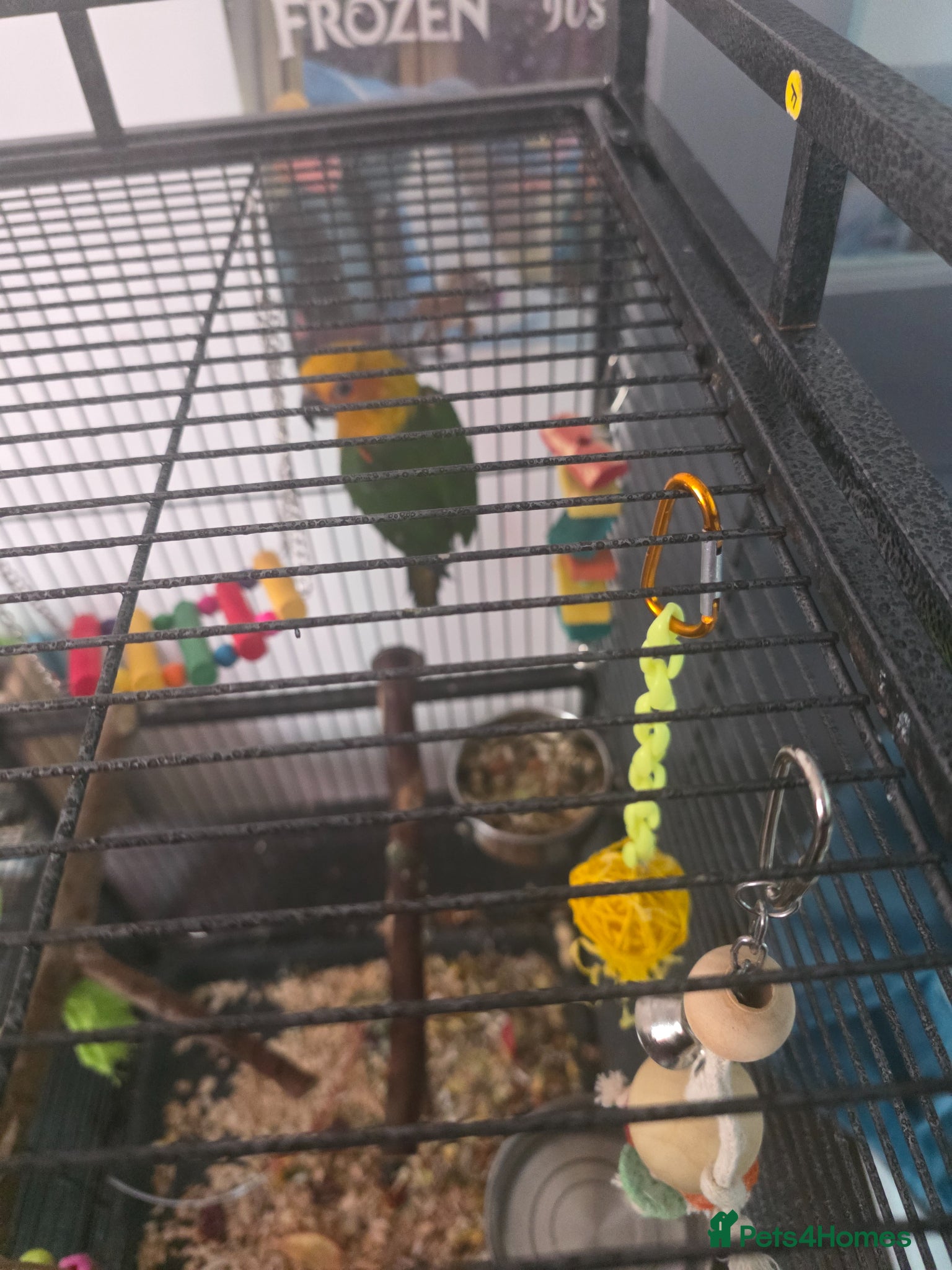 Parrots birds Jenday conure  - Advert 3