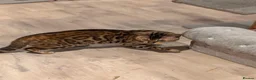 Bengal cats for sale: Retired Male Bengal Seeking Forever Home - Advert 23