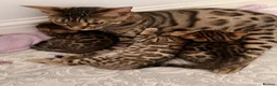 Bengal cats for sale: Adorable kittens for sale - Advert 21