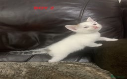 Mixed Breed cats for sale: 6 X BEAUTIFUL MIXED BREED KITTENS BORN 23.08.2025  - Image 8