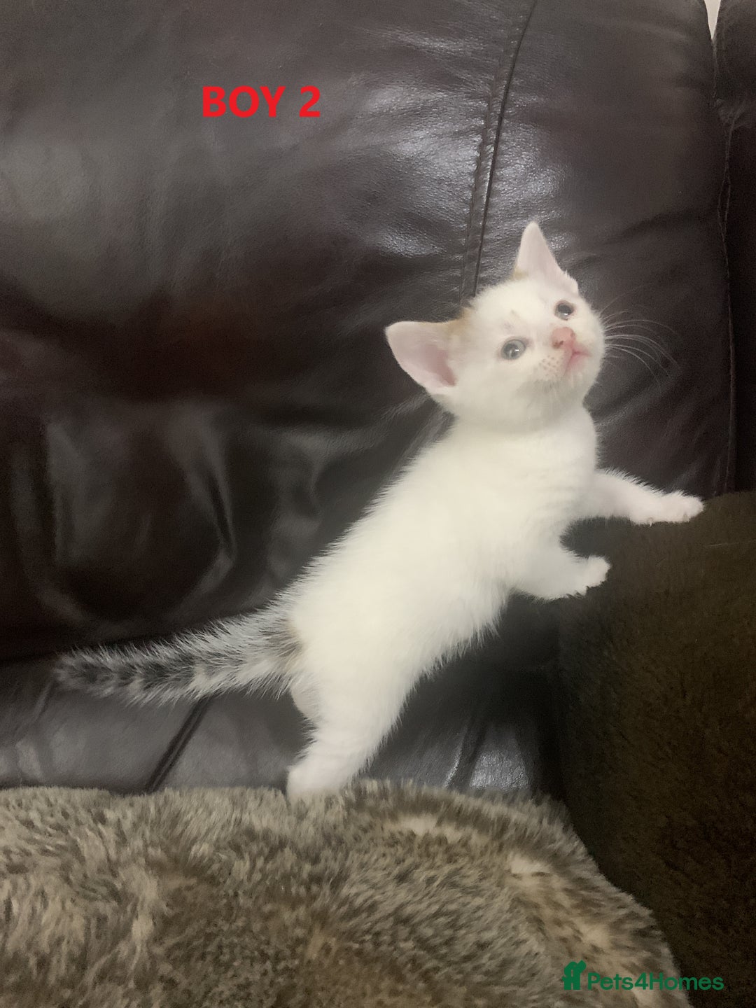 Mixed Breed cats for sale: 6 X BEAUTIFUL MIXED BREED KITTENS BORN 23.08.2025  - Image 8