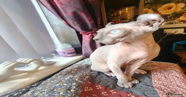 Sphynx cats - Advert 3