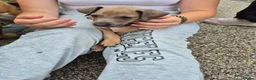 Italian Greyhound dogs for sale: Beautiful Italian-greyhound puppies - Advert 2