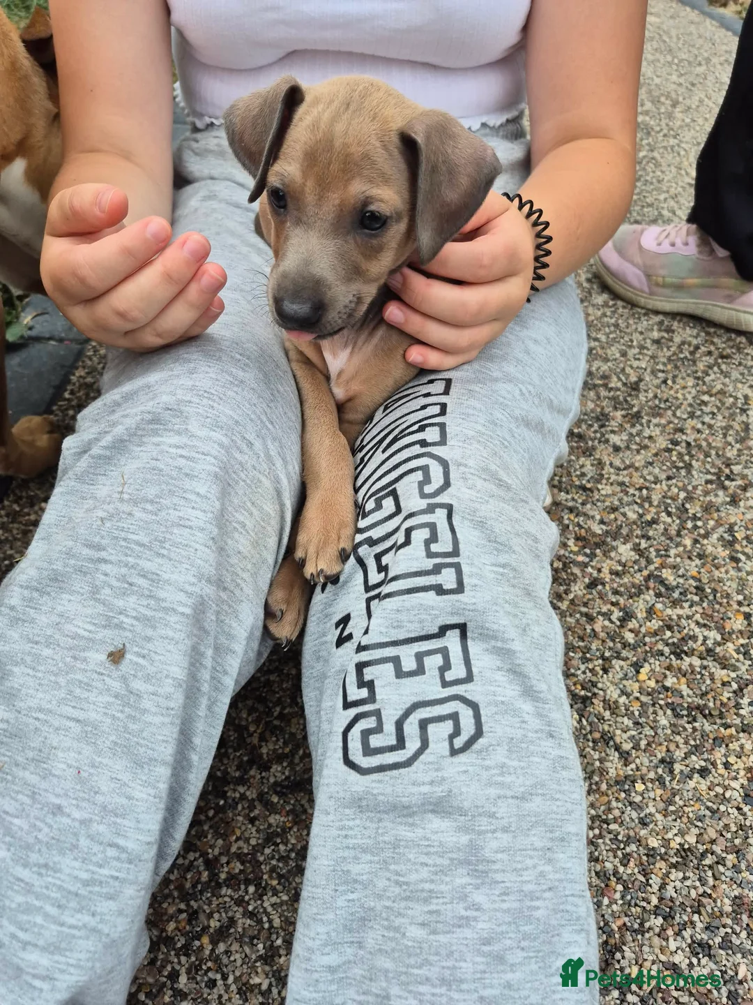 Italian Greyhound dogs for sale: Beautiful Italian-greyhound puppies - Advert 2