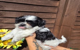 Shih Tzu dogs for sale: Beautiful shitzu puppies for sale - Image 8