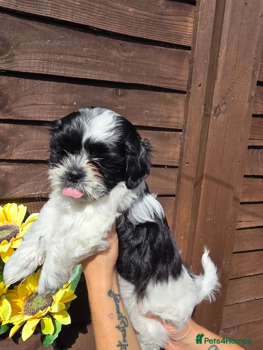 Shih Tzu dogs for sale: Beautiful shitzu puppies for sale - Image 8