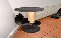 Domestic Shorthair cats for sale: ✨ Adorable Black Kittens Ready for Loving Homes  - Image 4