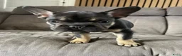 French Bulldog dogs for sale: STUNNING LITTER AVAILABLE NOW!  - Advert 12