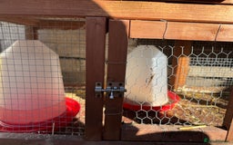 Chickens poultry for sale: Peckin bantams - Image 9