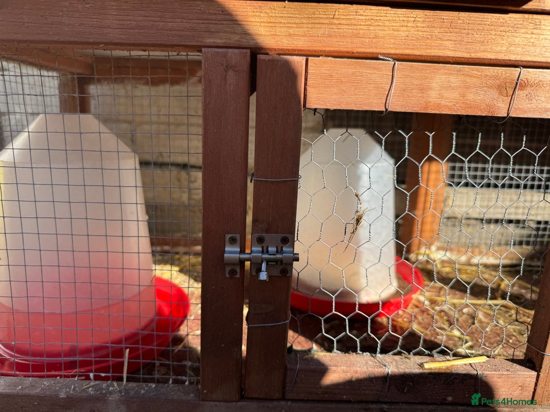 Chickens poultry for sale: Peckin bantams - Image 9