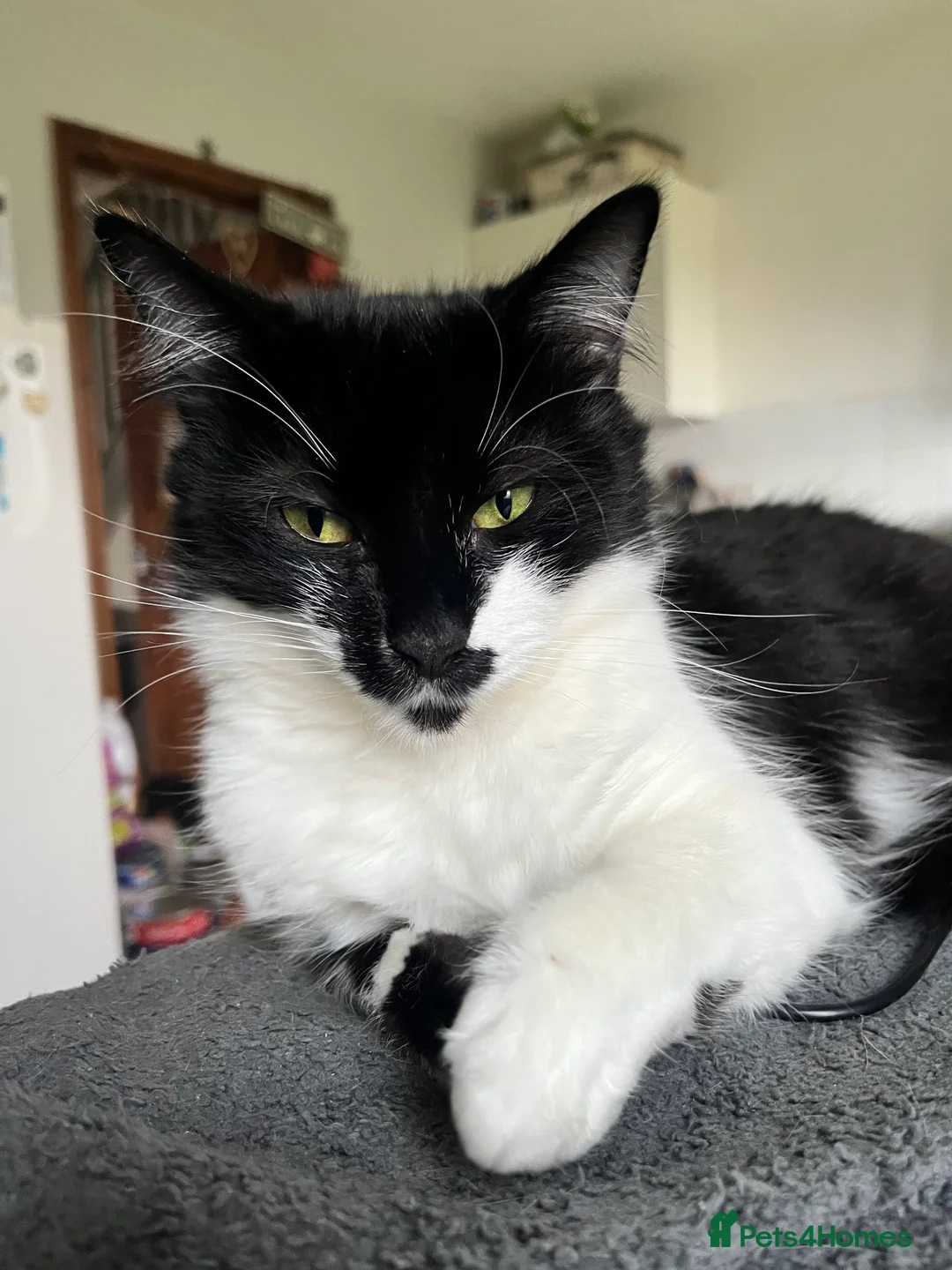 British Longhair cats for sale: Three beautiful kittens & two 7month old females  - Advert 6