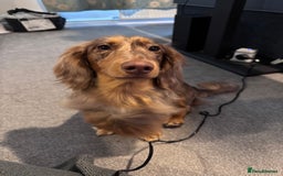 Dachshund dogs for stud: Chocolate Dapple Long-Haired Dachshund stud - Image 6