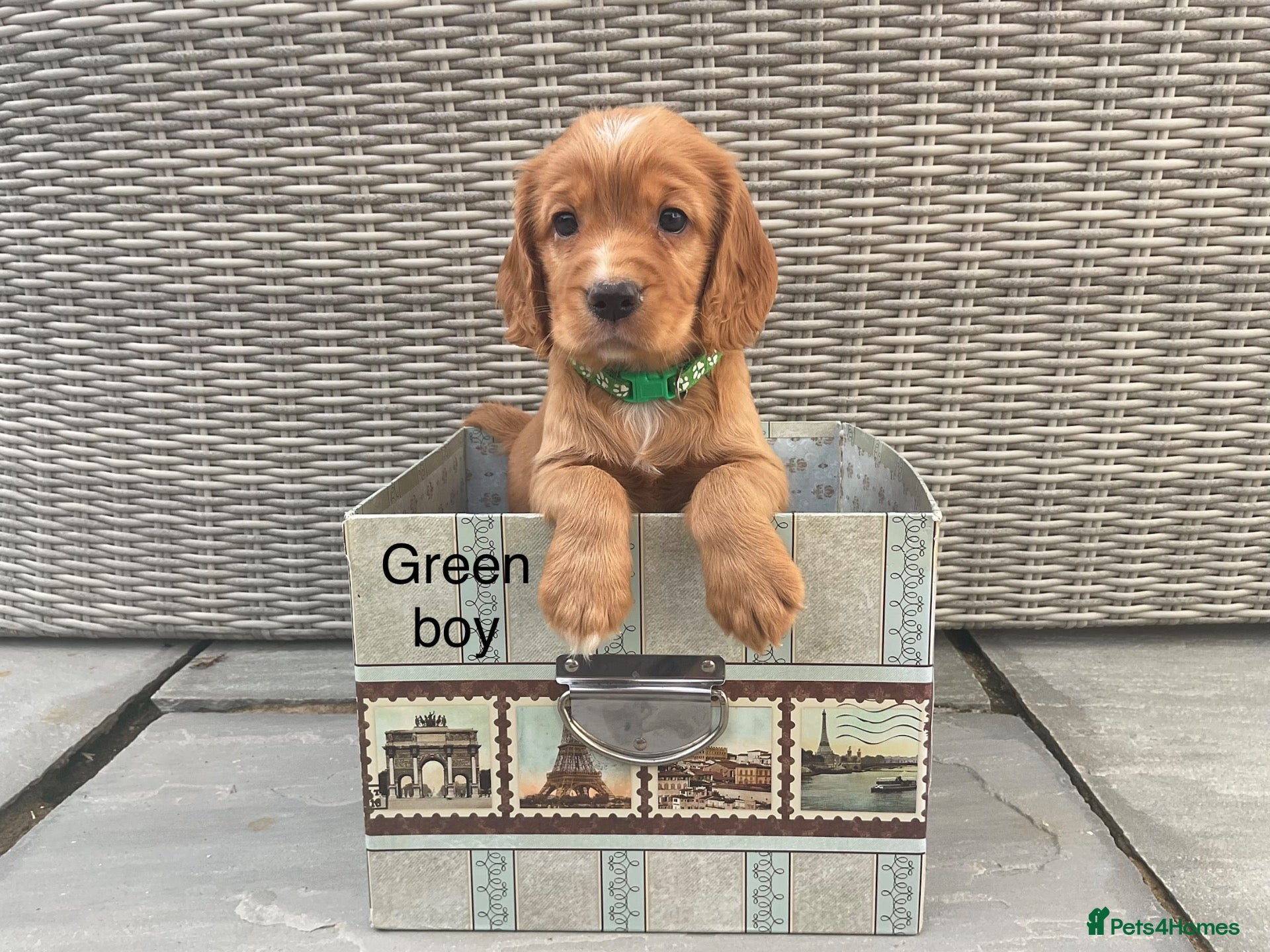Cocker Spaniel dogs Hereditary clear working cocker spaniels - Advert 2