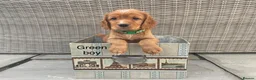 Cocker Spaniel dogs for sale: Hereditary clear working cocker spaniels in Ingatestone - Advert 2